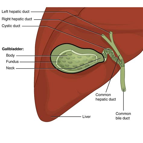 Image | Radiopaedia.org