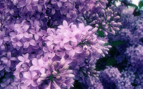 Purple Flowers wallpaper | 1920x1200 | #66611