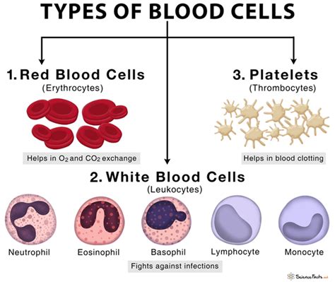 [Solved] Identify what kind of WBC are they? | Course Hero