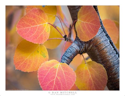 Aspen Leaves and Branches | G Dan Mitchell Photography