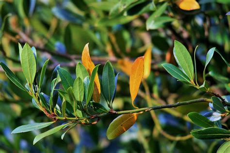 Free Images : tree, nature, branch, fruit, flower, dry, green, cooking, ingredient, culinary ...