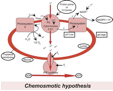 Explain the chemiosmotic hypothesis for ATP synthesis.