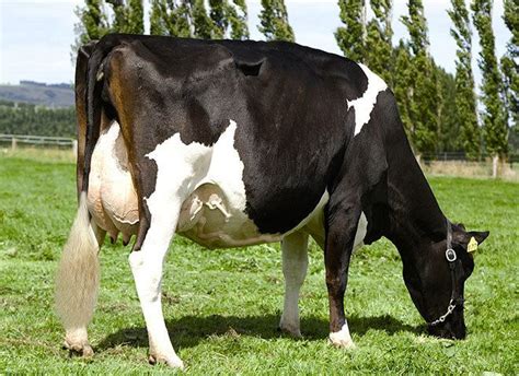 Holstein Friesian cattle - Alchetron, the free social encyclopedia