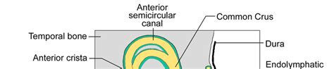 3. Anatomy of the membranous labyrinth. | Download Scientific Diagram