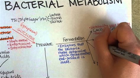 Bacterial Metabolism, Part 1 (Cellular Respiration of Bacteria) - YouTube