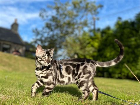 Silver Bengal Cat 101: Facts, Temperament, Care & More Info - Pets ...