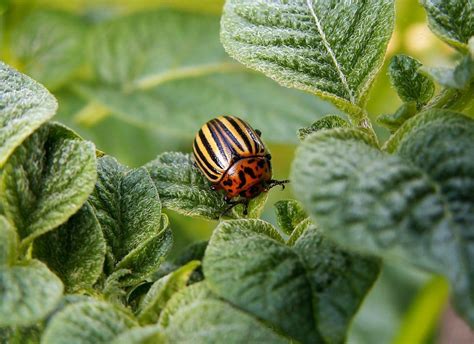 Colorado Potato Beetle - Spud Smart