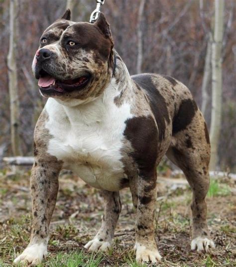 American Bully Xl Merle - niankajajasper