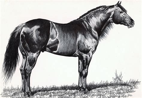 Black Quarter Horse Drawing by Cheryl Poland