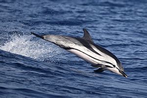 Le Dauphin bleu et blanc - L'Univers des Animaux marins