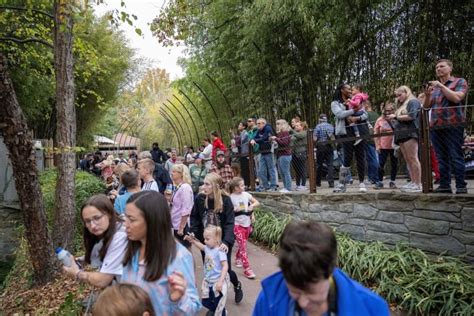 Bye-bye, pandas: Amid curdling U.S.-China relations, zoo loses beloved ...