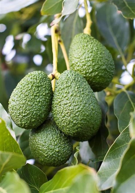 Avocado plant: Facts, benefits, toxicity, grow tips and care