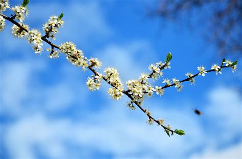 Free picture: branch, flowers, spring, blue sky, nature