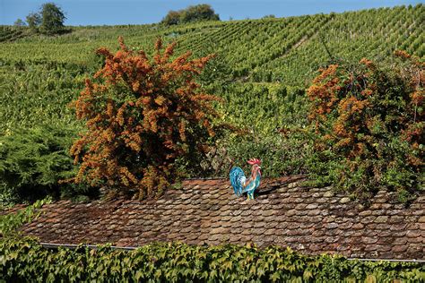 A blue rooster watches over the Riquewihr vineyards Photograph by RicardMN Photography - Fine ...