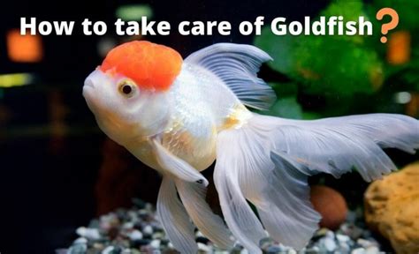 Are Goldfish Easy to Take Care of? (Answered) - Aqua Goodness