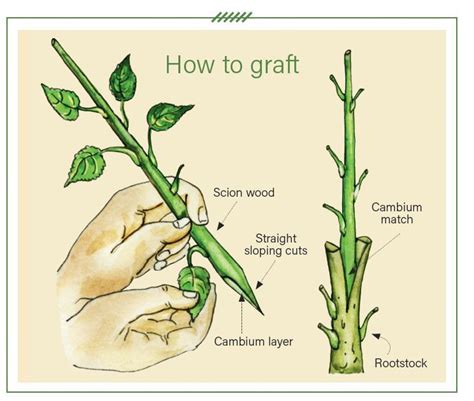 A step-by-step guide to grafting fruit trees | Grafting fruit trees ...