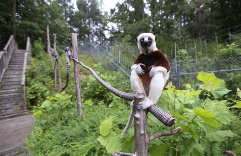 Onsite Tours - Duke Lemur Center