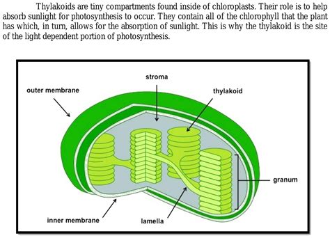 Thylakoid Diagram