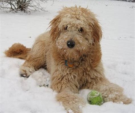 Mini Goldendoodle Rescue | Mini Goldendoodle