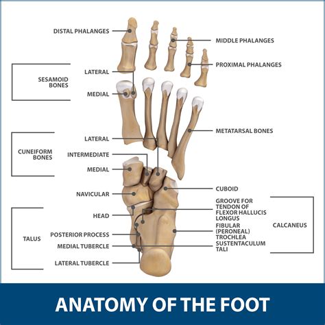 Bones Of The Toes Diagram