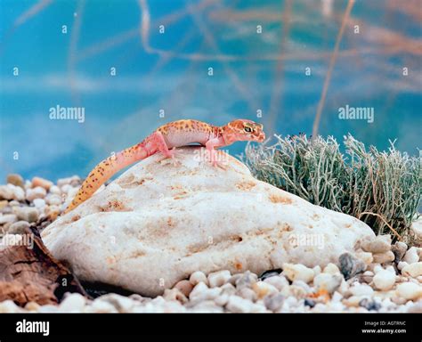 Texas Banded Gecko Stock Photo - Alamy