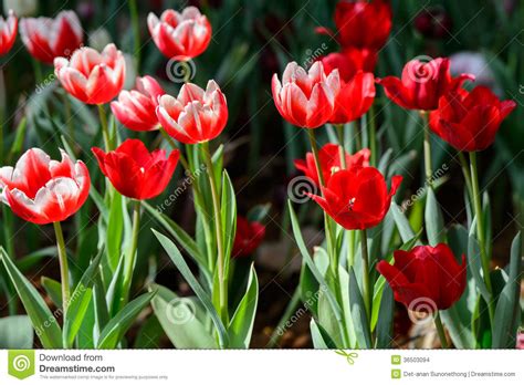 Red tulips garden stock photo. Image of bright, plant - 36503094