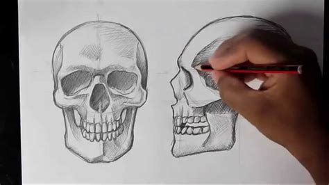 How to Draw Human Skull Front/Profile | Human Anatomy - YouTube