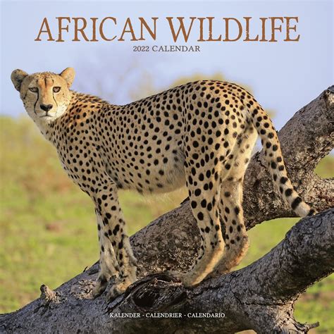 African Wildlife Calendar | Animal Calendars | Pet Prints Inc