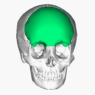 Zool 141L skeletal system Flashcards | Quizlet