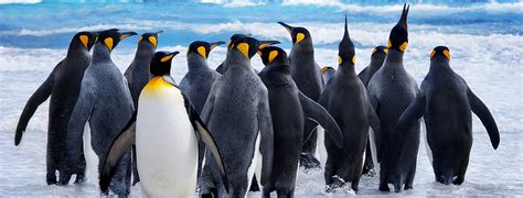 Antarctica Cruise | Best Deals & Packages | Cruise1st | Cruise1st.com.au