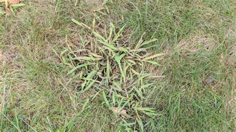 Everything you need to know about crabgrass this summer