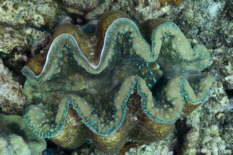 Tridacna gigas - Giant Clam | ReefLifeSurvey.com