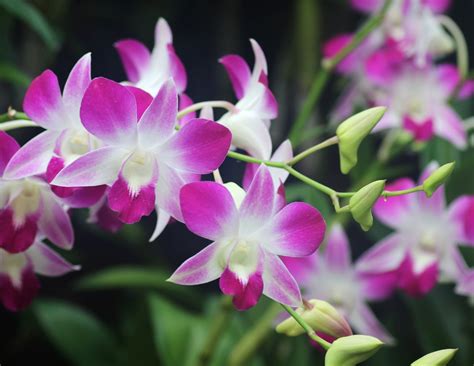 10 Easy-to-Grow Orchid Types for Your Indoor Garden - Orchid Resource Center