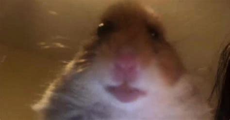 Hamster Cult TikTok: Explaining All the Hamster PFP on Social Media