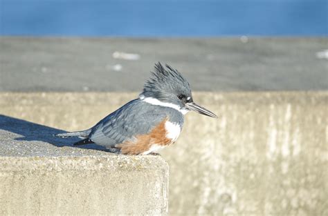 Scene in Edmonds: Bevy of birds - My Edmonds News