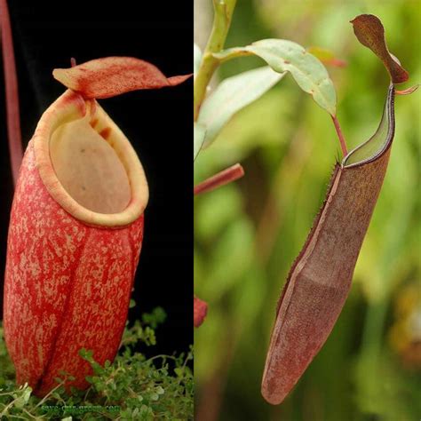 Nepenthes: An insectivorous plant - Save Our Green