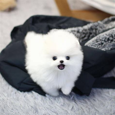 Pomeranian Puppies For Sale Under $500 Near Me - Pets Lovers