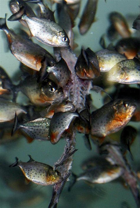 Piranhas' secret is out: They're wimps!