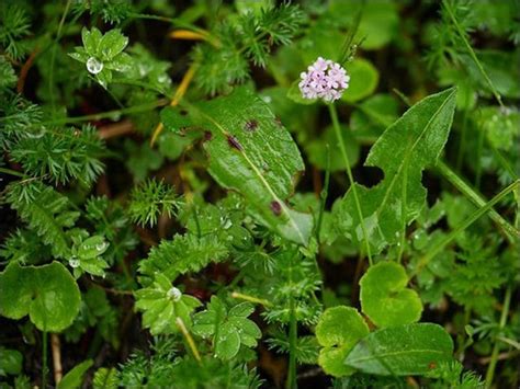 Tagar / Indian Valerian (Valeriana Wallichii)- Ayurvedic Properties ...