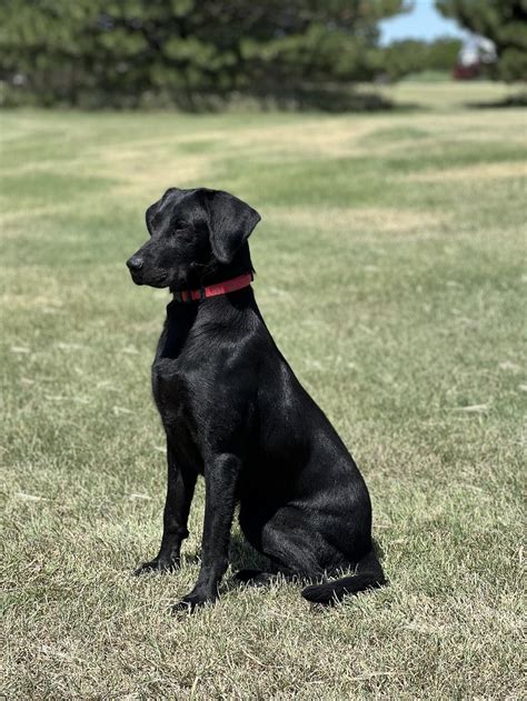 2 YEAR OLD FEMALE BLACK LABRADOR