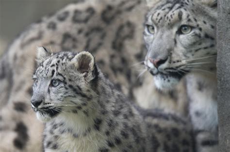 Good News For Snow Leopards, Bad News For Ash Trees | KERA News