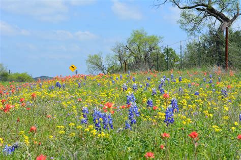 Where To Find Wildflowers? Experts Weigh In