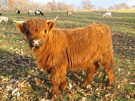 Miniature Cow Breeds: Discover the Adorable World of Miniature Highland ...