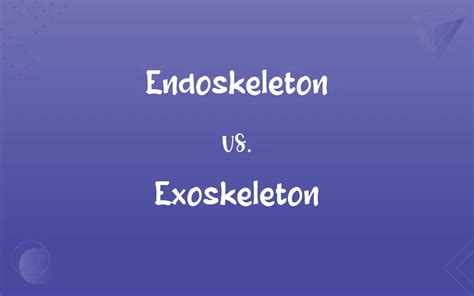 Endoskeleton vs. Exoskeleton: What’s the Difference?