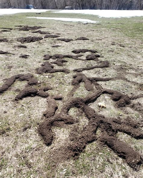 Gopher holes : r/pics