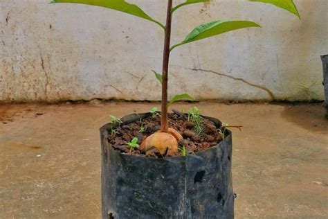 Growing Potted Avocado Trees » Top Tips For Success