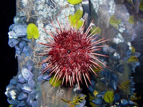 The Online Zoo - Red Sea Urchin