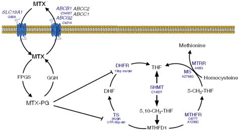 Overview of methotrexate (MTX) mechanisms of action in the folate ...