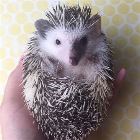 Hog Wild Hedgehogs - Baby Hedgehogs For Sale in South Jersey - Home