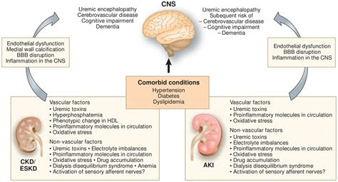 Uremia Pathophysiology